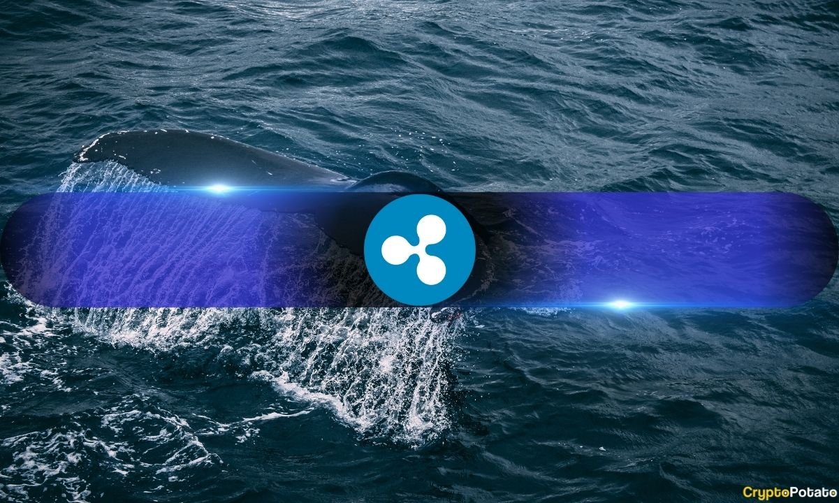 Ripple Whales Accumulate While Retail Investors Sell: What It Means for XRP