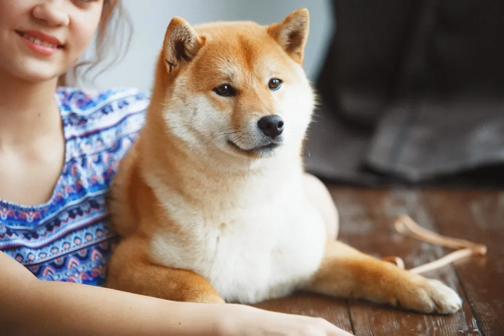 Shiba Inu Surges as It Sets Up for a Possible Breakout