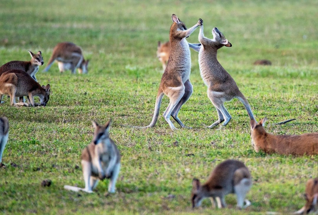 Australian Stocks Experience Volatility as Economic Surprises Emerge.