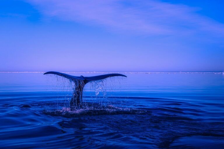 Bitcoin Whales Accumulate 1 Billion Worth of BTC Amid Market Dip