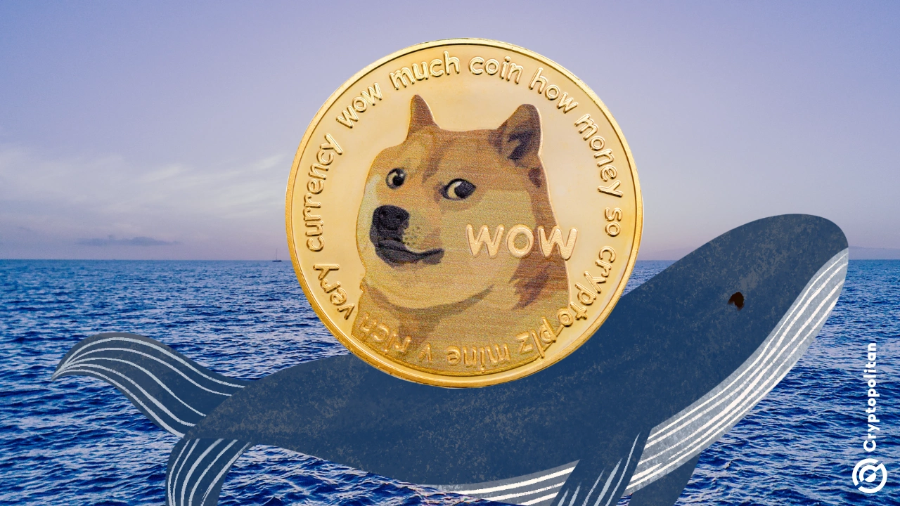 Major Whale Transfers Over 157M DOGE Amidst Meme Market Turmoil